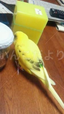迷い鳥の写真