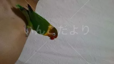 保護鳥の写真
