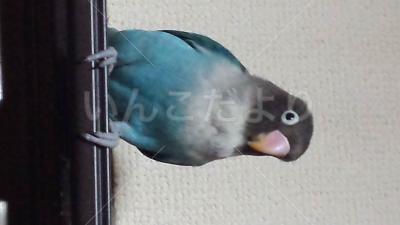 迷い鳥の写真