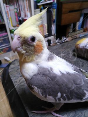 迷い鳥の写真