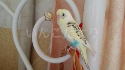 迷い鳥の写真