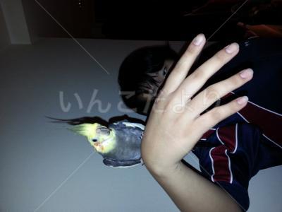 保護鳥の写真