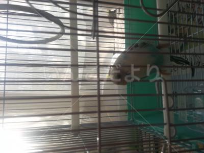保護鳥の写真