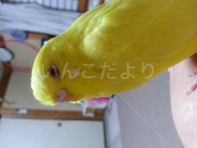 迷い鳥の写真