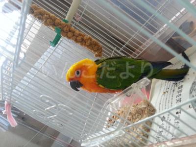 保護鳥の写真