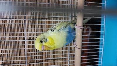 保護鳥の写真