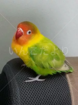 保護鳥の写真