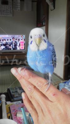 迷い鳥の写真