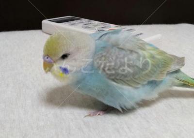 保護鳥の写真