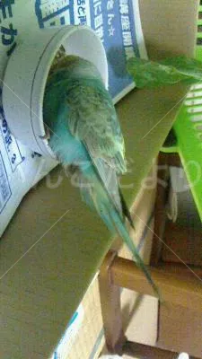 保護鳥の写真