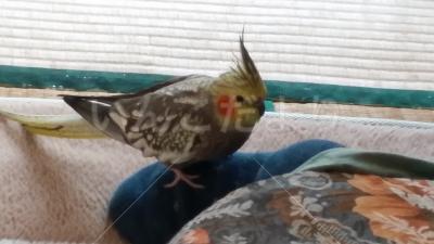 迷い鳥の写真