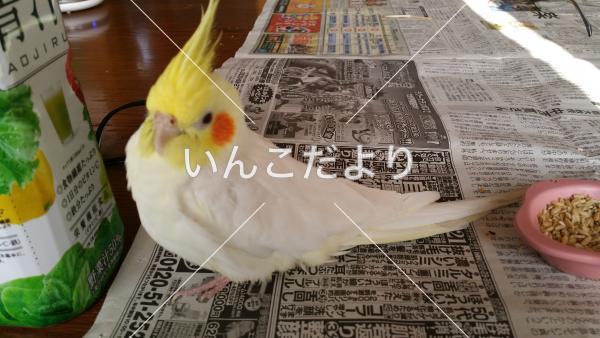 迷い鳥の写真