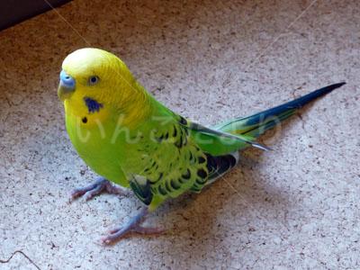 保護鳥の写真