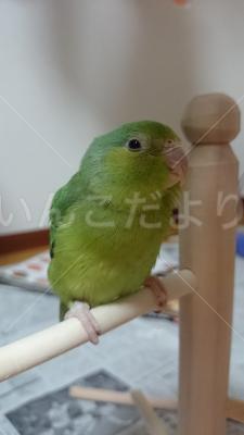 迷い鳥の写真