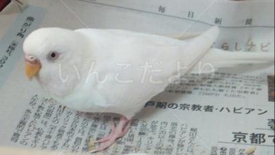 迷い鳥の写真