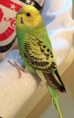 保護鳥の写真