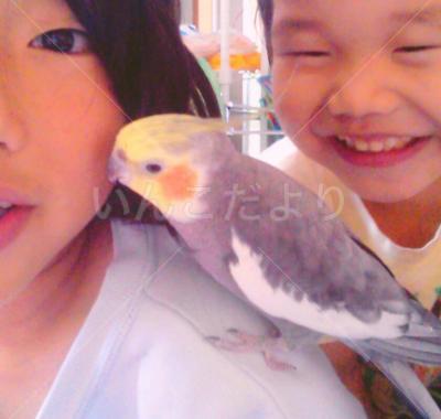 迷い鳥の写真