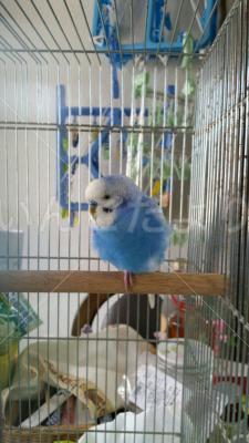 保護鳥の写真