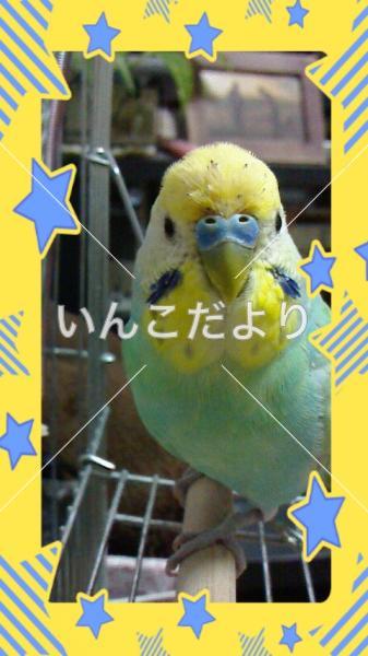 迷い鳥の写真