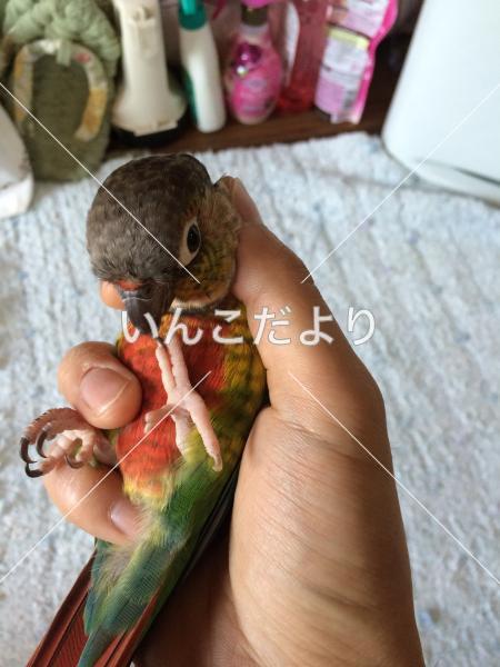 迷い鳥の写真