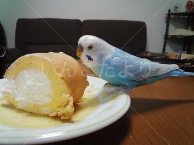 迷い鳥の写真