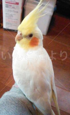 迷い鳥の写真