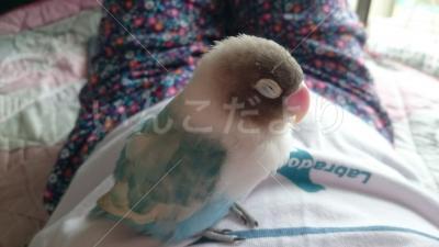 迷い鳥の写真