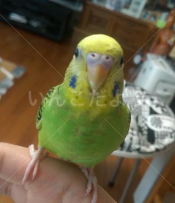 迷い鳥の写真