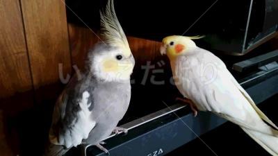 迷い鳥の写真