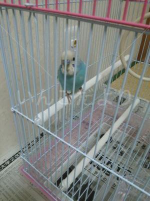 保護鳥の写真