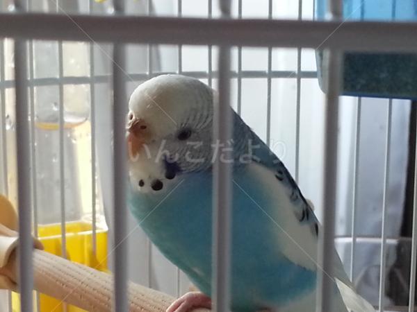 迷い鳥の写真