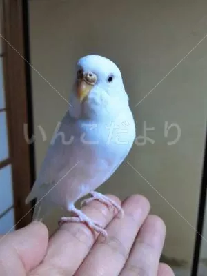 保護鳥の写真