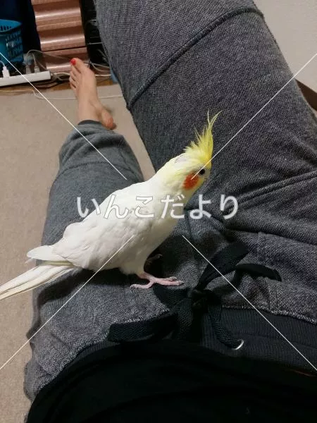迷い鳥の写真