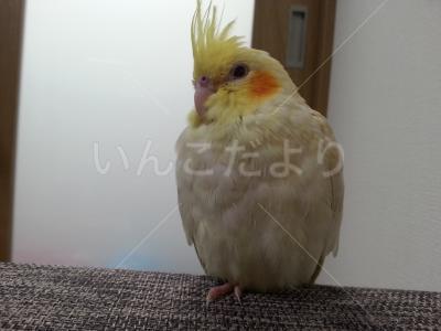迷い鳥の写真