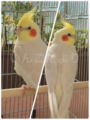 迷い鳥の写真
