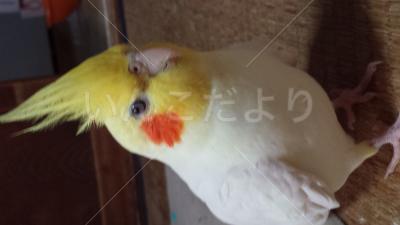 迷い鳥の写真