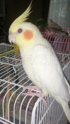 迷い鳥の写真