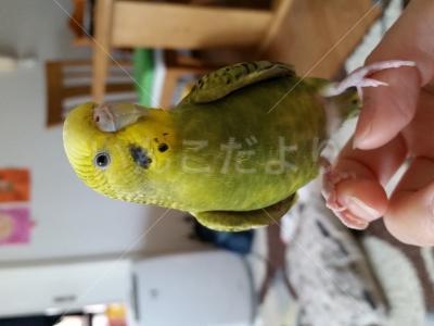 迷い鳥の写真