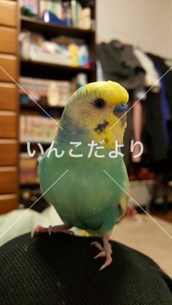 迷い鳥の写真