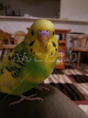 迷い鳥の写真