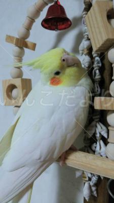 迷い鳥の写真