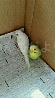 迷い鳥の写真