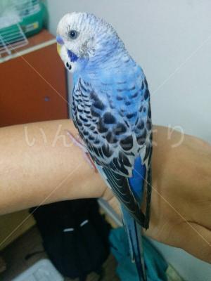 保護鳥の写真