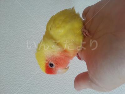 保護鳥の写真