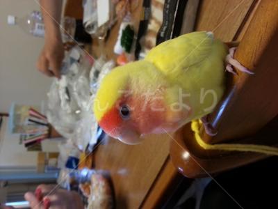 保護鳥の写真