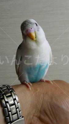 迷い鳥の写真