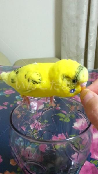 迷い鳥の写真