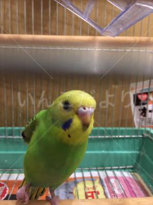 保護鳥の写真