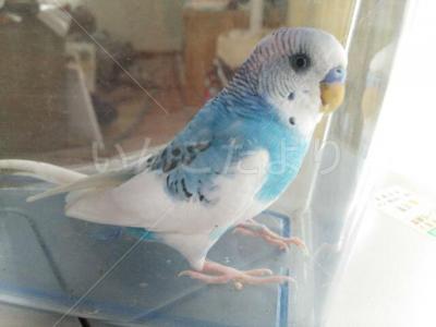 保護鳥の写真