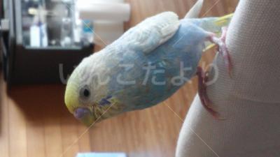 迷い鳥の写真